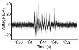 Positive/Negative voltage