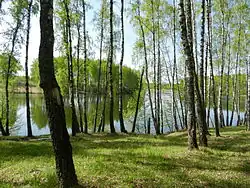 Birch grove near Vyahori, Roslavsky District