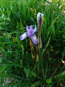 Wild Iris Spuria in Behbahan