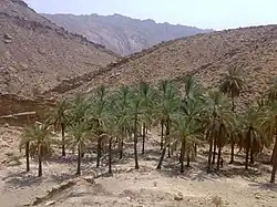 Palm groves in Tangestan County