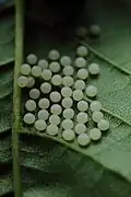 eggs