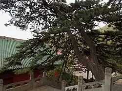 The Leisure Pine Tree (自在松).
