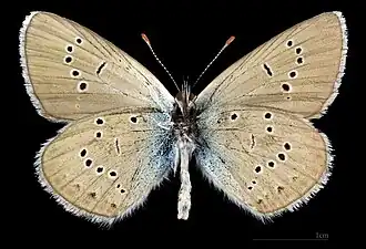 Cyaniris semiargus ♂ △