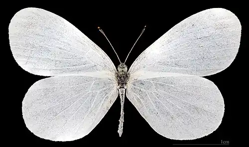 Leptidea sinapis ♀