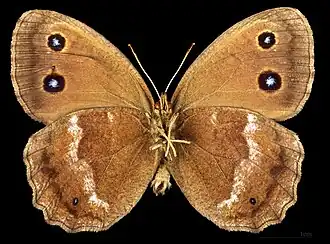 Minois dryas ♂ △