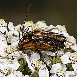 Mating on Viburnum tinus