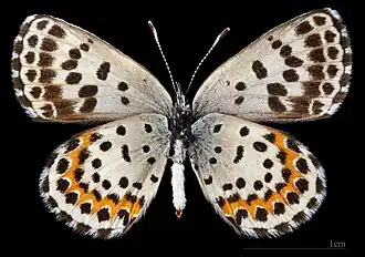 Scolitantides o. orion ♀ △