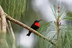 Scarlet-chested sunbird at Kibale forest National Park