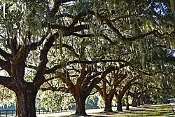Avenue of oaks
