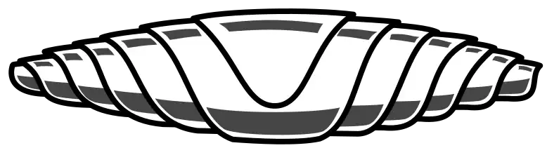 A double volute spring