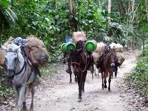 Pack donkeys in Tayrona National Natural Park in northern Colombia