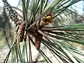 Strobili on a Torrey pine