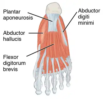 The bottom-most or first layer of muscles in the human foot include the flexor digitorum brevis.