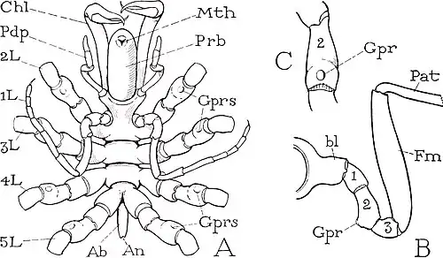 Ventral view and leg base of Chaetonymphon spinosum