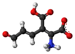Ball-and-stick model of the 2-amino-3-carboxymuconic semialdehyde molecule as a zwitterion