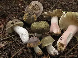 Russula olivacea