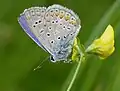 Male Polyommatus icarus