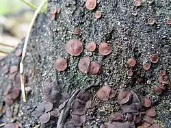 Ascobolus carbonarius dwells on burnt material