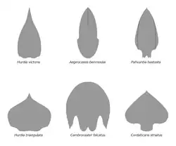 Dorsal carapaces of various species of hurdiid