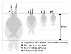 Sizes of various Caryosyntrips specimens, based on the interpretation as radiodonts.[6]