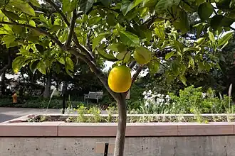 A fruit tree