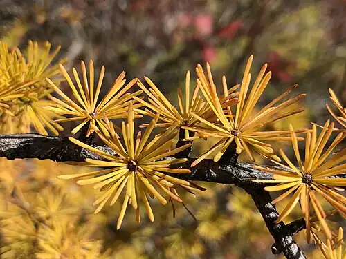 Close view of autumn leaves