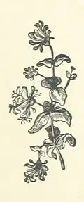 Drawing of a plant