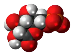 Space-filling model of the 6-phosphogluconolactone anion
