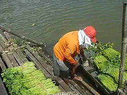 Freshly-harvested I. aquatica bundles being unloaded from rafts in the Philippines