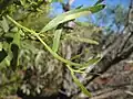 A. ligulata showing phyllodes with mucros, Sturt NP near Tibooburra NSW