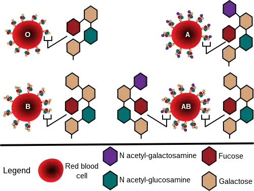 Diagram showing the carbohydrate chains that determine the ABO blood group