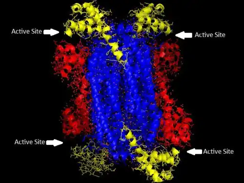 Adenylosuccinate lyase