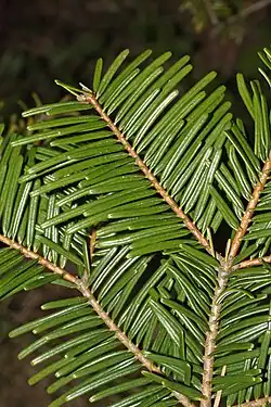 A. grandis foliage – upper side of the leaves, showing the leaves lying flat either side of the shoot