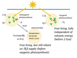 Early heterotrophs used Krebs cycle respiration; then oxygenic photosynthesis gave full independence of volcanic energy.[44]