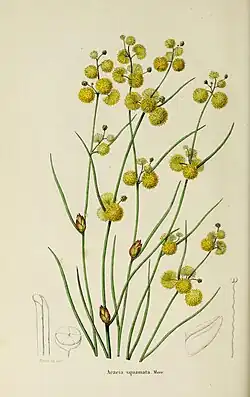 Illustration of "Acacia squamata"