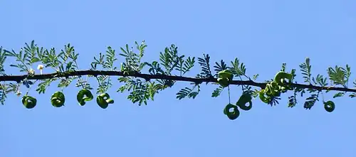 The pods are curled.