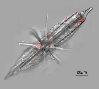 Acantharian radiolarians have celestine crystal shells.