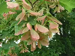 Closeup picture of green leaves with pink hue.