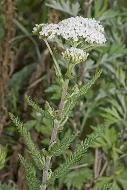 Yarrow (Achillea millefolium)