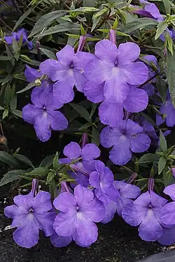 Achimenes cettoana in cultivation