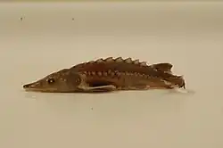 North American green sturgeon (Acipenser medirostris)
