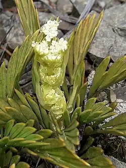 A small speargrass in flower