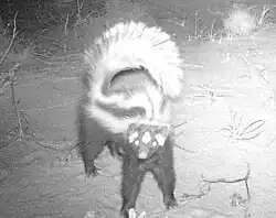 Monochrome photo of a black animal with white stripes seen at night, with its back arched and tail curled above it