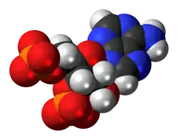 Space-filling model of the adenosine 3',5'-bisphosphate anion