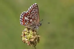 Female (green colouration)