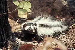 Photo of a black furry animal with white stripes on some leaf litter, facing the viewer