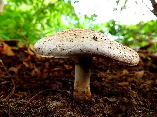 Agaricus alligator Murrill 1945