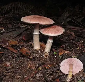 Agaricus austrovinaceus Grgur. & T.W.May 1997