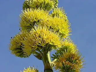 A mass of flowers on an inflorescence