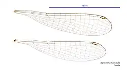 Female wings